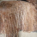 restauro_noci04